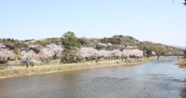 金沢建築と桜