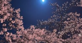 夜桜