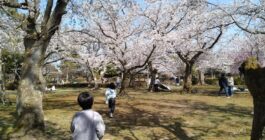 お花見