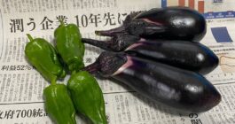 野菜収穫