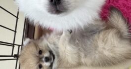 我が家に数年ぶりの犬がやってきた