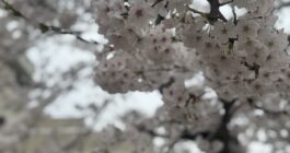 さくら
