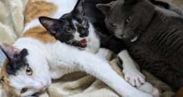 先輩と後輩　(猫)