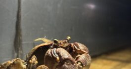 お散歩するカニ