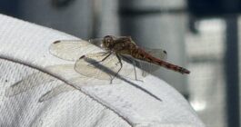 虫を飼いならすベテラン