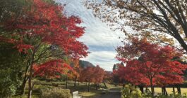 クマの目撃情報