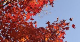 半日だけのちょい遠出