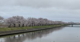 満開の桜に誘われて。小松の春を駆け抜ける朝ラン10km