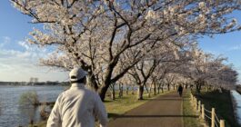 桜を見に、木場潟１周