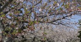葉桜