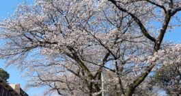 お花見
