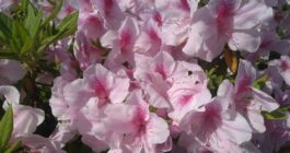 ツツジの花