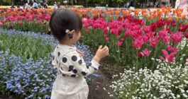 チューリップフェア