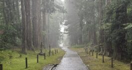 雨の参道