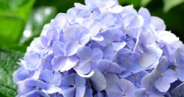 梅雨の6月